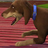 Trevor présente Les Sims 3 : Animaux et Cie sur Nintendo 3DS