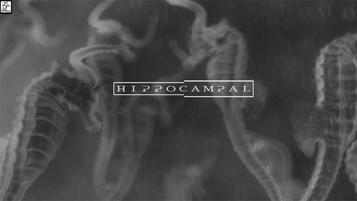 Hippocampal (image 2)